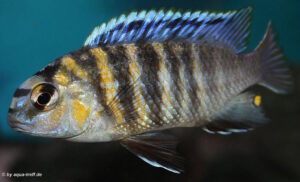 Tropheops sp. 'masimbwe' Mvunguti